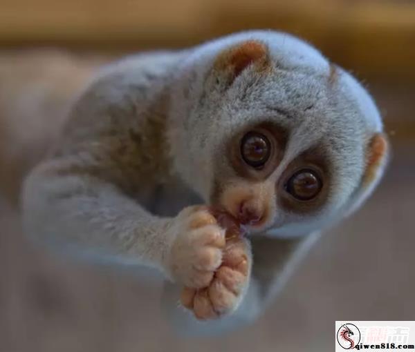 某温泉会所稀有偷偷拍摄的短剧流出 偷偷拍摄的短剧高颜值妹子们换衣 对白清晰 太真实了 
