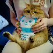 蔡原秀